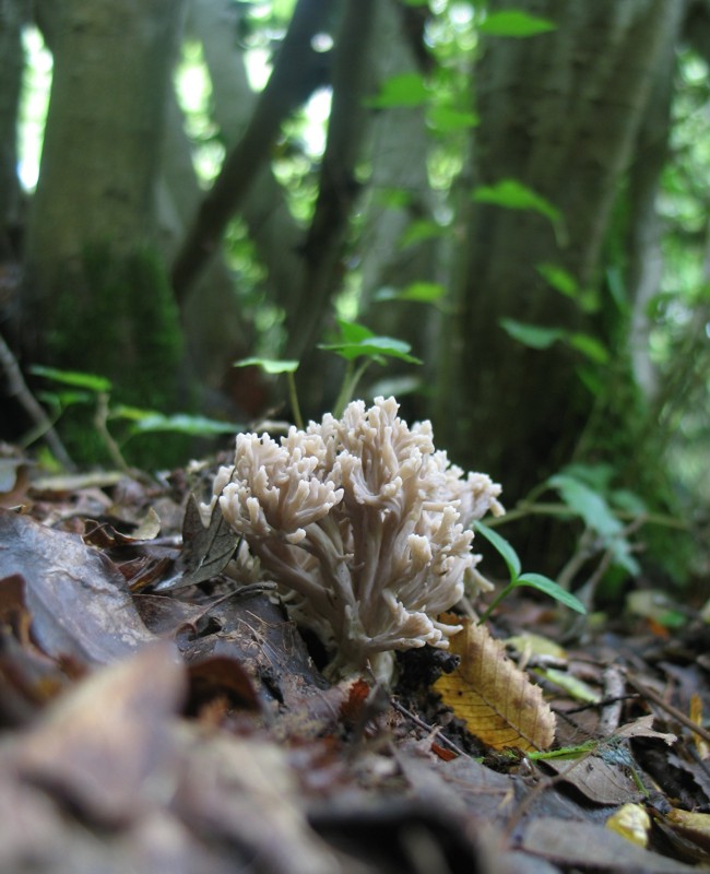 From Istria with love II